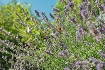 Closeup of a butterfly pollinating a lavender flower