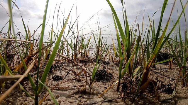 Fiddler crabs moving around a bay marsh area