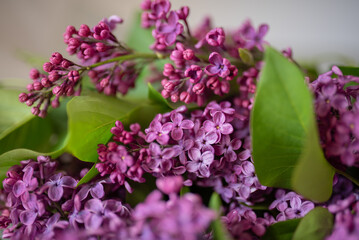 Beautiful purple background from lilac flowers close-up. Spring flowers of lilac.