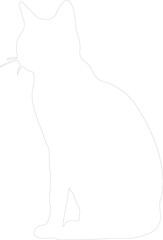 European Shorthair Cat outline