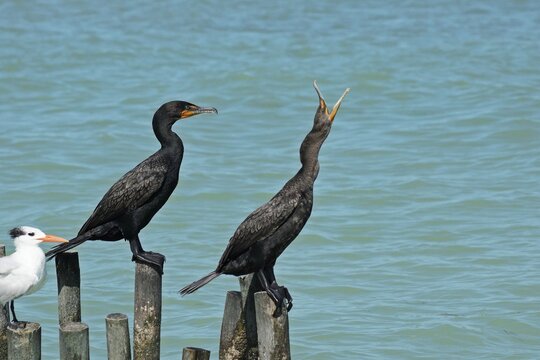 cormorani
