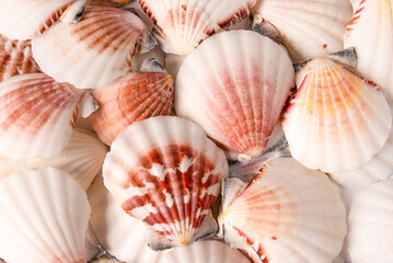 Close up of shells with white and red shades, exotic red and pink patterns. It is suitable for the background that makes the work more exclusive
