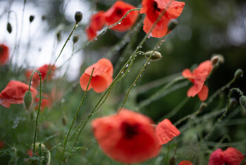 Some red poppy flowers close up in the rain with water droplets on a field meadow background.