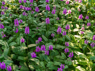 tulips in the garden