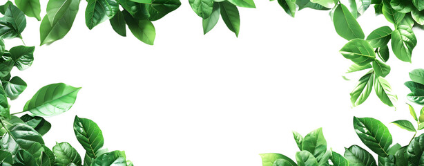 Fototapeta premium Green Leaf Border Isolated on a Transparent Background