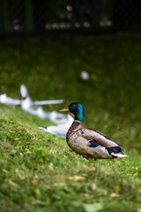 curious duck with majestic colors