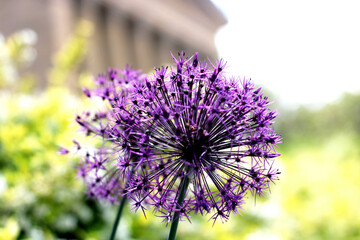 close up of a flower
