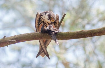 owl on a branch