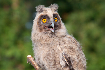 great horned owl