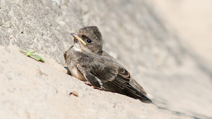 sparrow on a branch