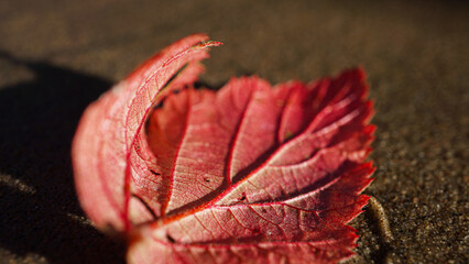 Red leaf on wet sandy beach with beautiful sunlight and leaf nerves and textures. Nature background.