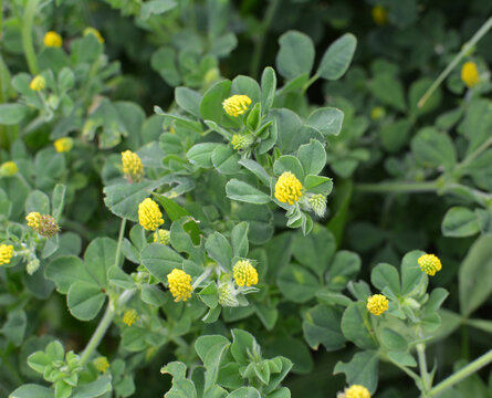 Hop alfalfa (Medicago lupulina) blooms in the meadow