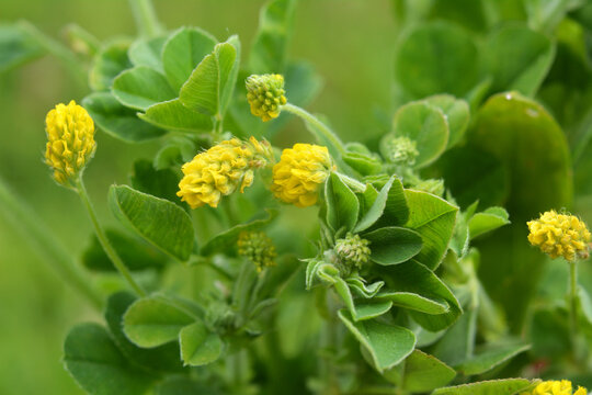 Hop alfalfa (Medicago lupulina) blooms in the meadow