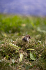 close up high resolution photos of cute sparrow