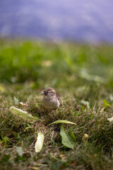 close up high resolution photos of cute sparrow