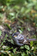 close up high resolution photos of cute sparrow