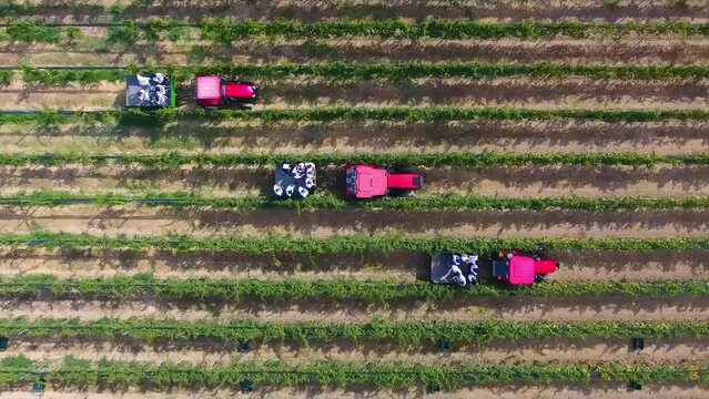 People on tractors at the grape harvest