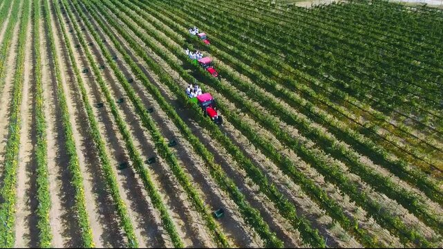 People on tractors at the grape harvest