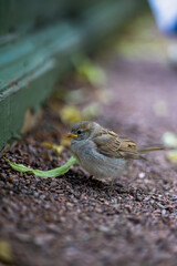 close up high resolution photos of cute sparrow