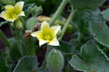 Gelbe Blüte einer Spitzgurke
