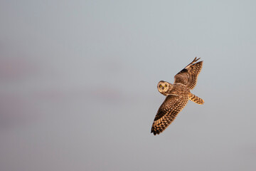 Short-eared owls in flight in a clear sky at dusk