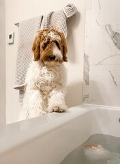 puppy in bathroom