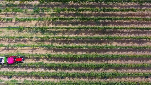 People on tractors at the grape harvest