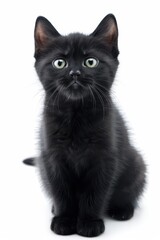 A black kitten with green eyes is sitting on a white background