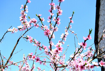 branches of blossoming peach against a background of blue sky