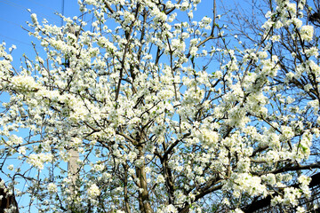 branches of blossoming plum on a background of blue sky