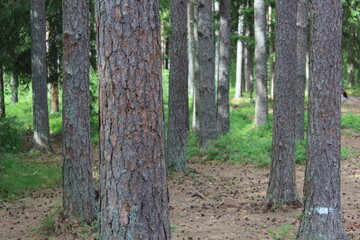 Naklejka premium Sunlight filtering through forest canopy.