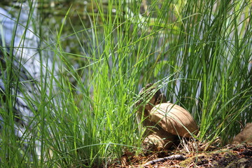 Mushroom growing by the lakeside.
