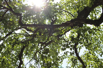 Overhead view of forest tree tops.