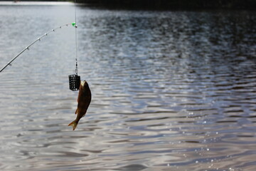Fresh fish on hook, lake in the background.