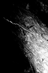 Tronco seco de &aacute;rvore originaria da Mata Atl&acirc;ntica Brasileira em preto e branco. 