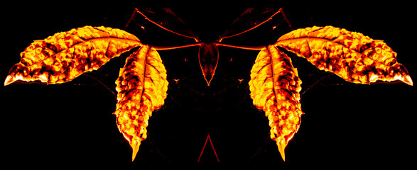 Folha seca iluminada por uma luz de cor amarela, textura rústica e fundo preto.  