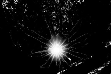 Folha seca em preto e branco contornada por luz.