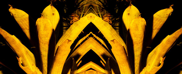 Folhas da planta bromélia de cor amarela. 