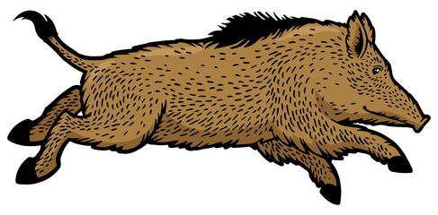 Running wild boar color sketch engraving PNG illustration. T-shirt apparel print design. Scratch board imitation. Black and white hand drawn image.
