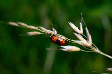 Marienkäfer, Natur im Sommer
