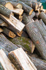 Stacked Chopped Оак  Trees. Close up