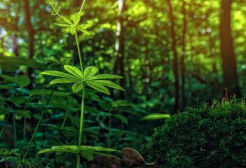 The Cleavers Galium aparine in dark forest near moss in sunlight