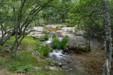 A serene forest stream flowing over rocks surrounded by lush greenery and trees