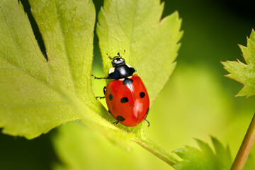 Siebenpunkt Marienkäfer (Coccinella septempunctata) krabbelt ein hellgrünes Blatt hoch © Robert Schneider