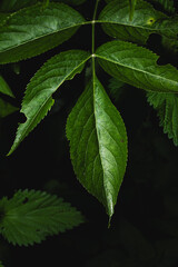 Grünes Blatt im Dunkeln