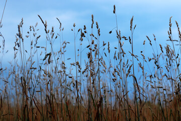 reeds at sunset