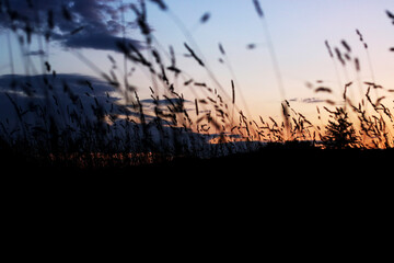 reeds at sunset