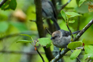 sparrow on a branch