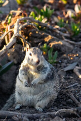 squirrel in the park