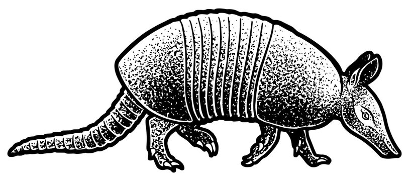 Armadillo cingulata animal sketch engraving PNG illustration. T-shirt apparel print design. Scratch board imitation. Black and white hand drawn image.